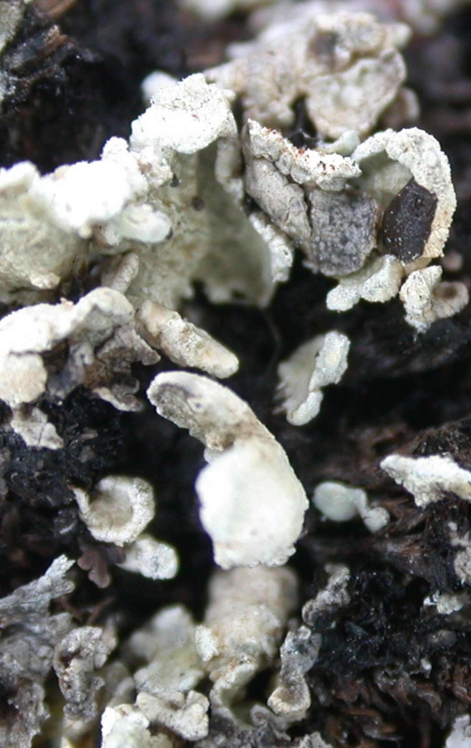 Cladonia luteoalba image