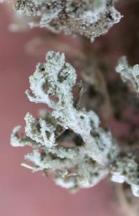 Image of Cladonia nana
