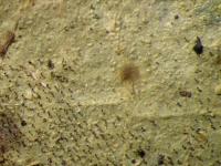 Image of Echinoplaca pellicula