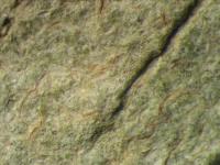 Fissurina nitidescens image