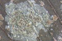 Image of Gyalectidium catenulatum