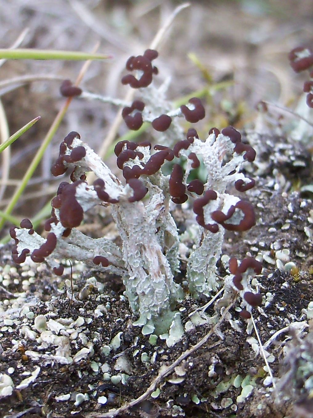 Cladonia cariosa image