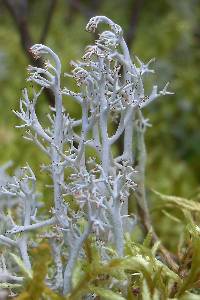 Image of Cladonia rangiferina