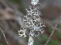 Hypotrachyna (Everniastrum) image