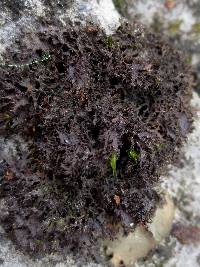 Image of Leptogium lichenoides