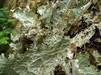 Lobaria oregana image