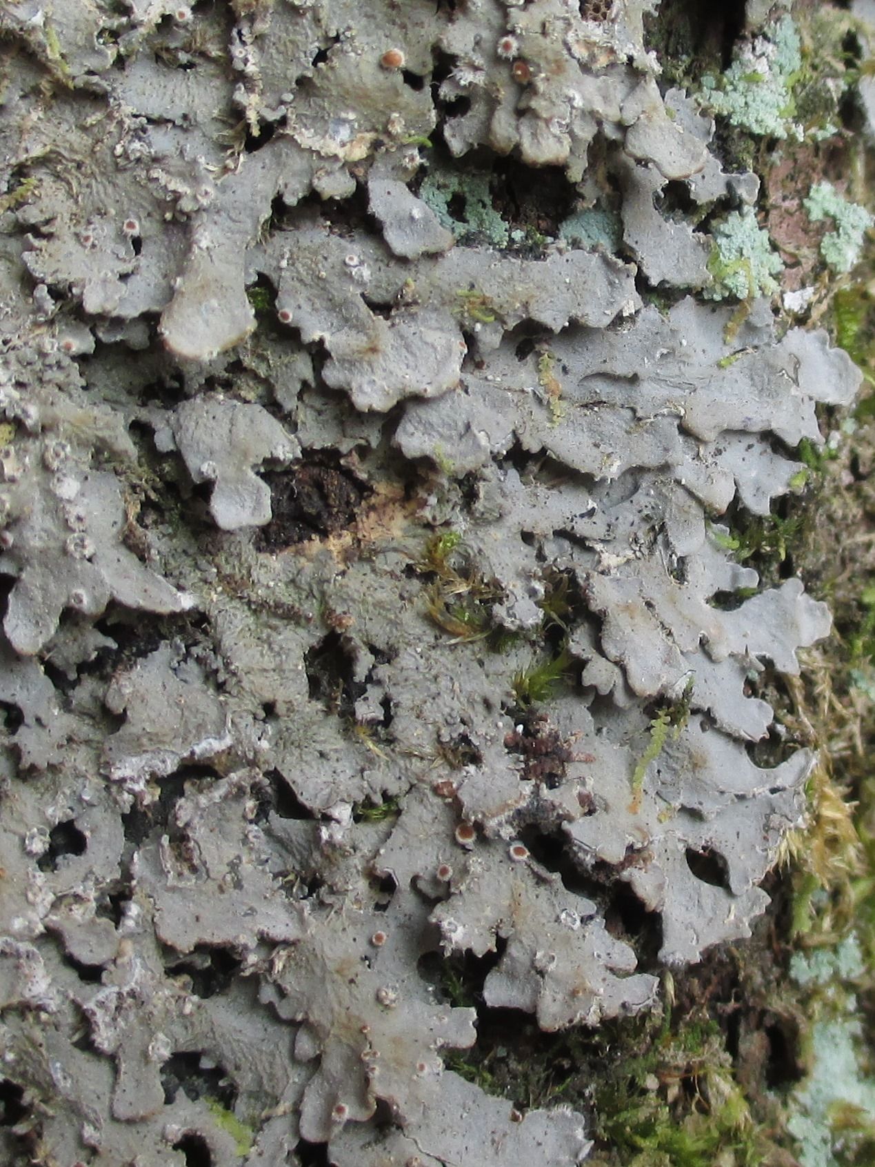 Pannaria lurida subsp. quercicola image