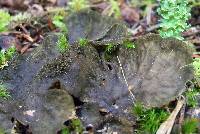 Peltigera evansiana image