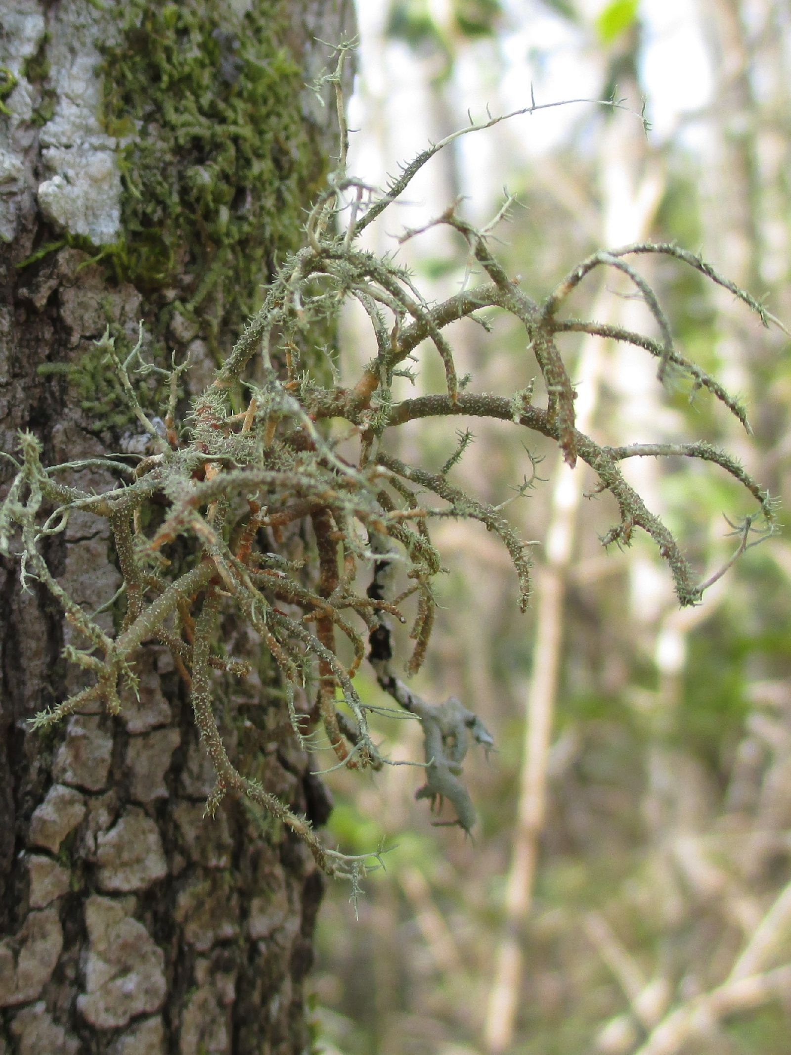 Usnea pennsylvanica image