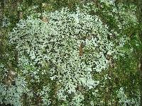 Phaeophyscia adiastola image