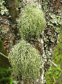 Usnea subfloridana image