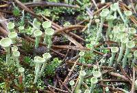 Image of Cladonia fimbriata