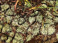 Cladonia pleurota image