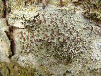 Lecanora argentata image