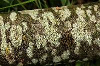 Lecanora strobilina image