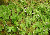 Peltigera aphthosa image