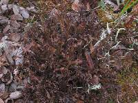 Image of Cetraria ericetorum