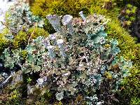 Cladonia pocillum image