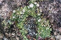 Image of Cladonia pyxidata