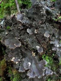 Peltigera elisabethae image