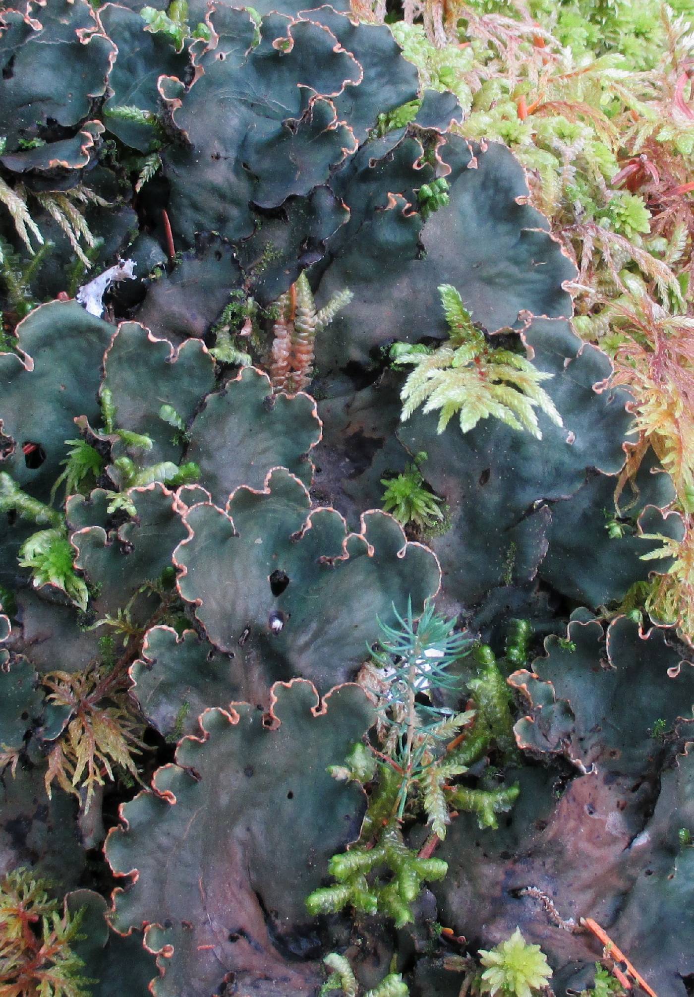 Peltigera scabrosa image