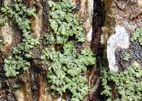 Phaeophyscia adiastola image