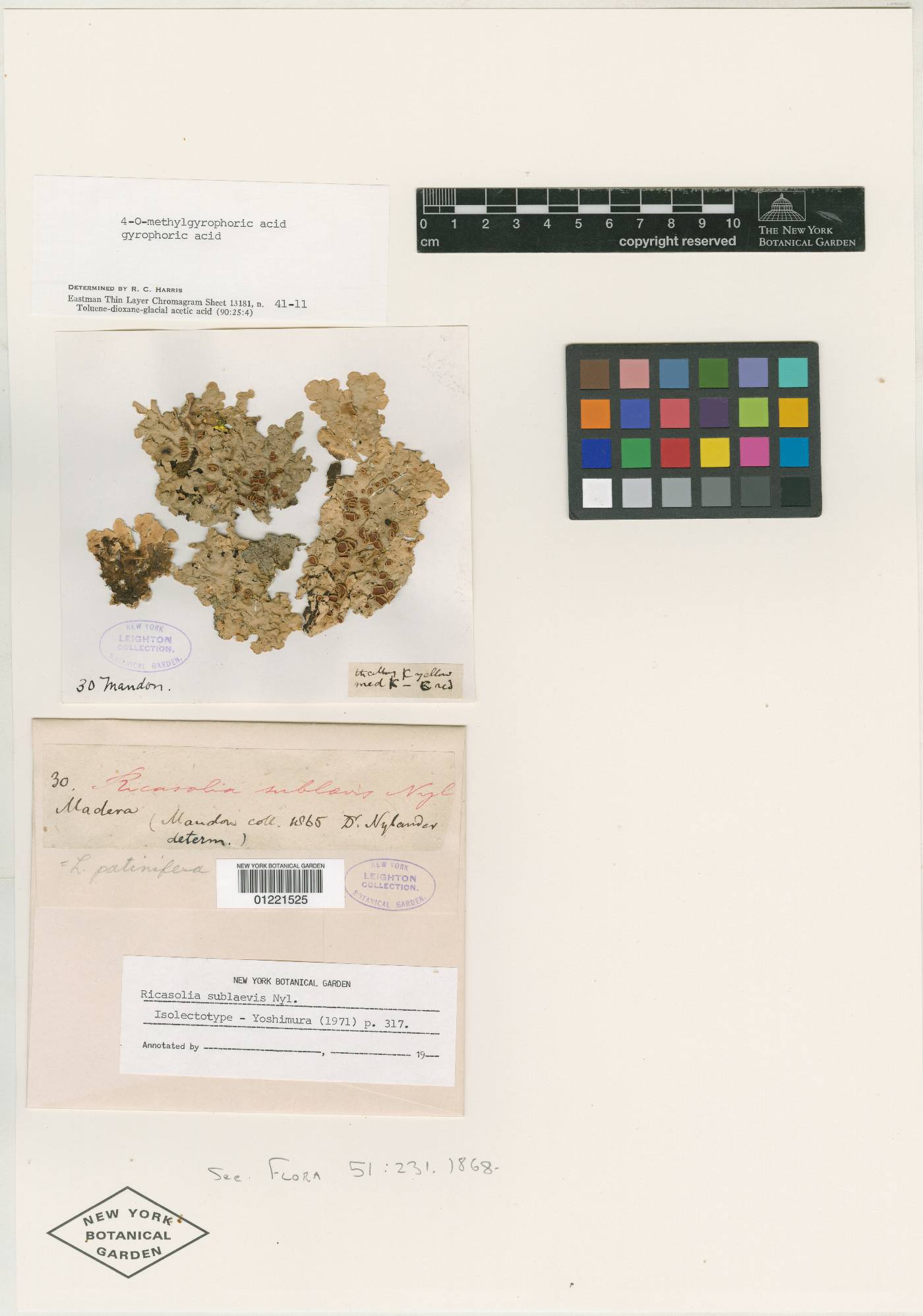 Ricasolia sublaevis image