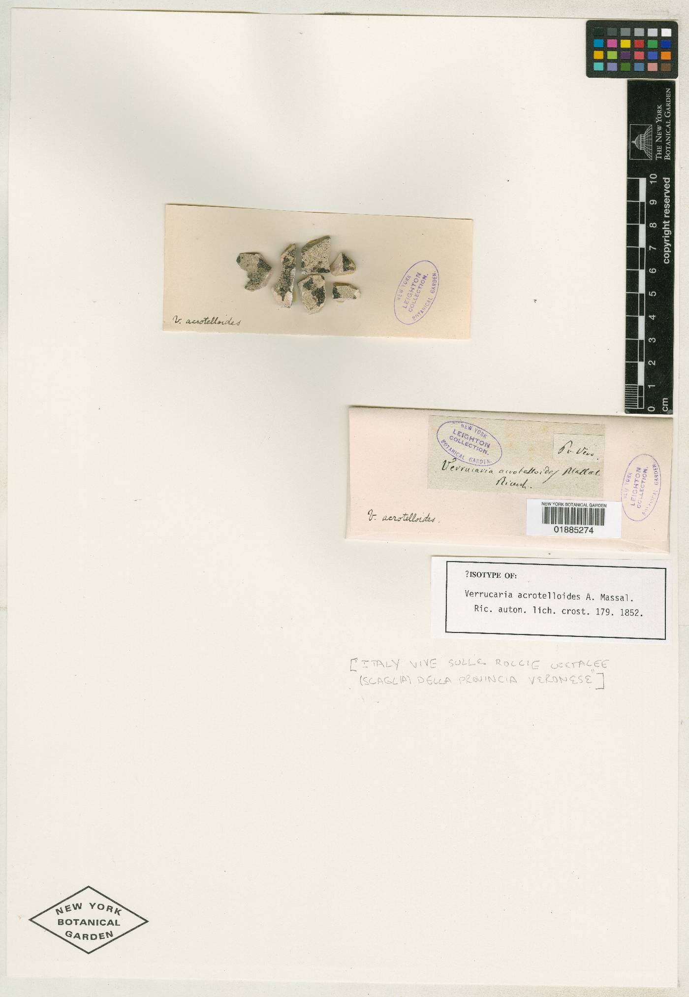 Verrucaria acrotelloides image