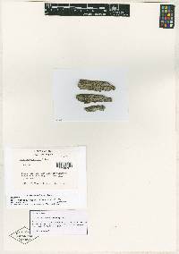 Myriolecis wetmorei image