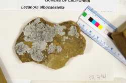 Lecanora albocaesiella image
