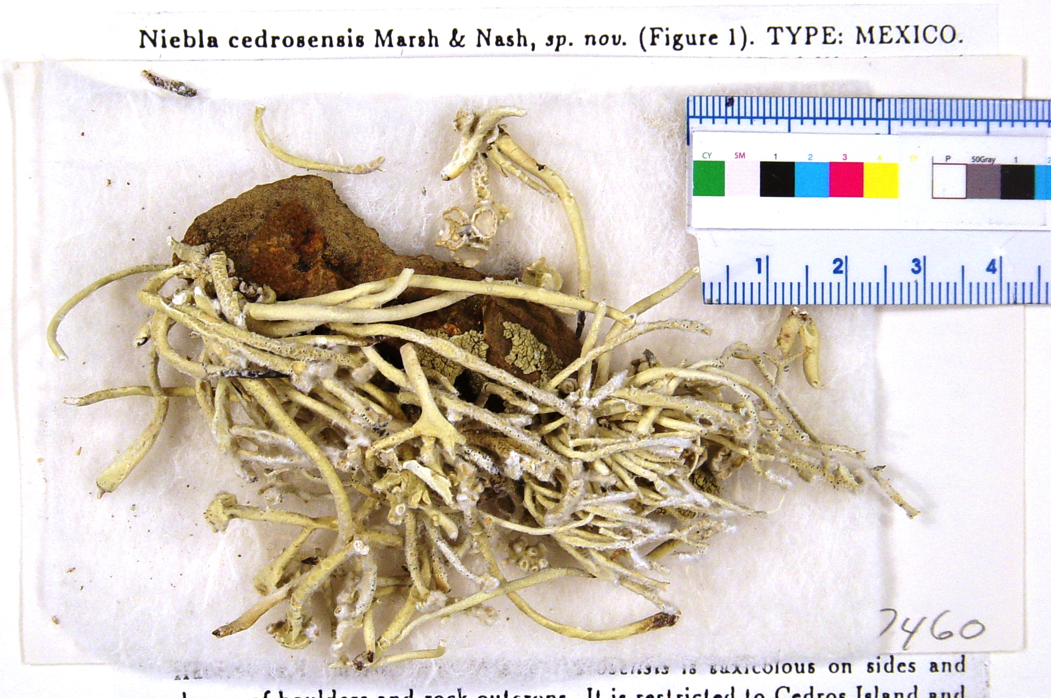 Vermilacinia cedrosensis image