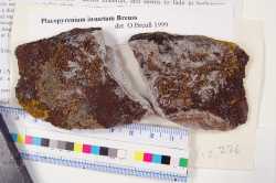 Image of Placopyrenium insuetum