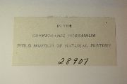 Image of Cladonia carneopallida