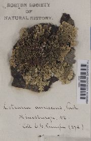 Ahtiana aurescens image