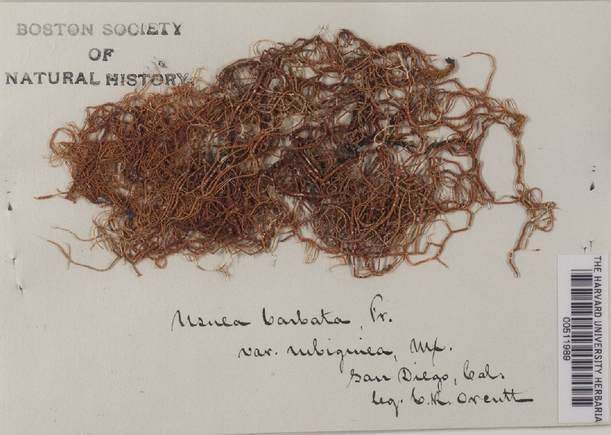 Usnea strigosa subsp. rubiginea image