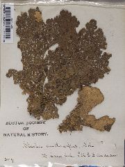 Lobaria anthraspis image