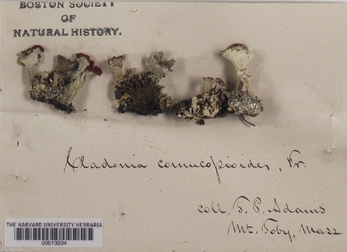 Cladonia cornucopioides image