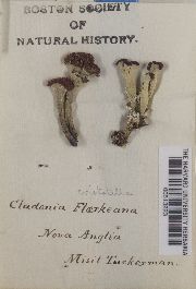 Cladonia cristatella image