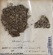 Image of Cladonia gracilis