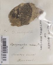 Opegrapha vulgata image