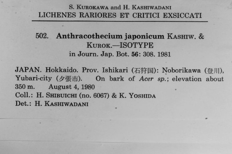 Anthracothecium japonicum image